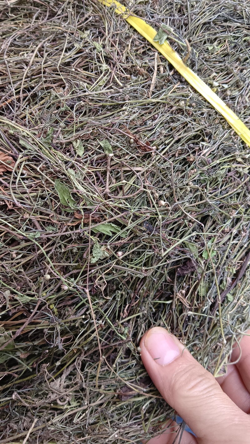中草药（蛇舌草），品质保证，欢迎来电咨询