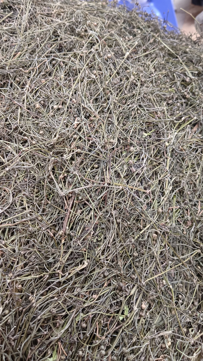 中草药（蛇舌草），品质保证，欢迎来电咨询