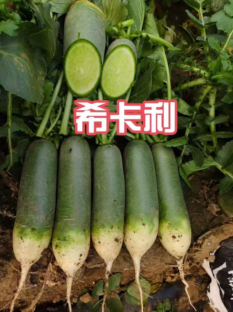 天星02水果萝卜潍坊产地直供对接批发市场采购商超电商等
