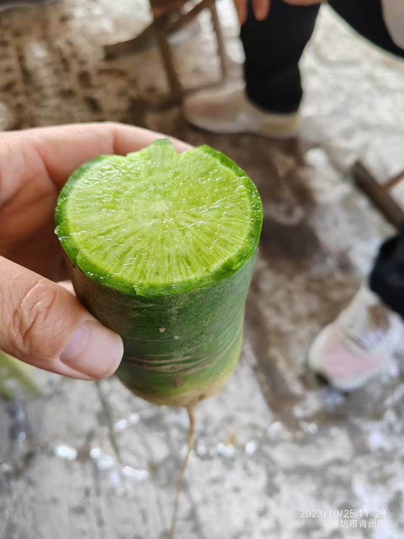 天星02水果萝卜潍坊产地直供对接批发市场采购商超电商等