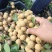 凤梨穗龙眼
