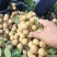 凤梨穗龙眼