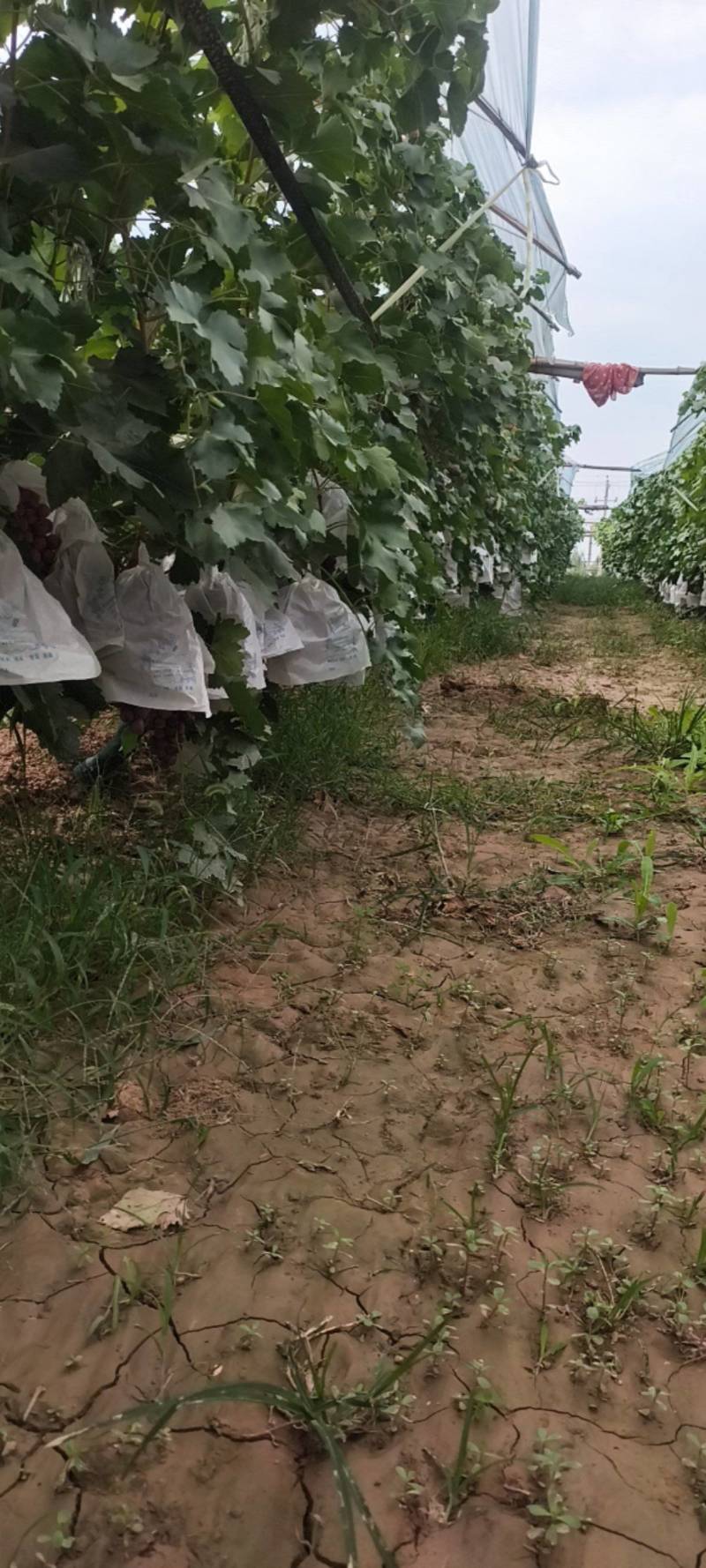 陕西省关中平原红提葡萄