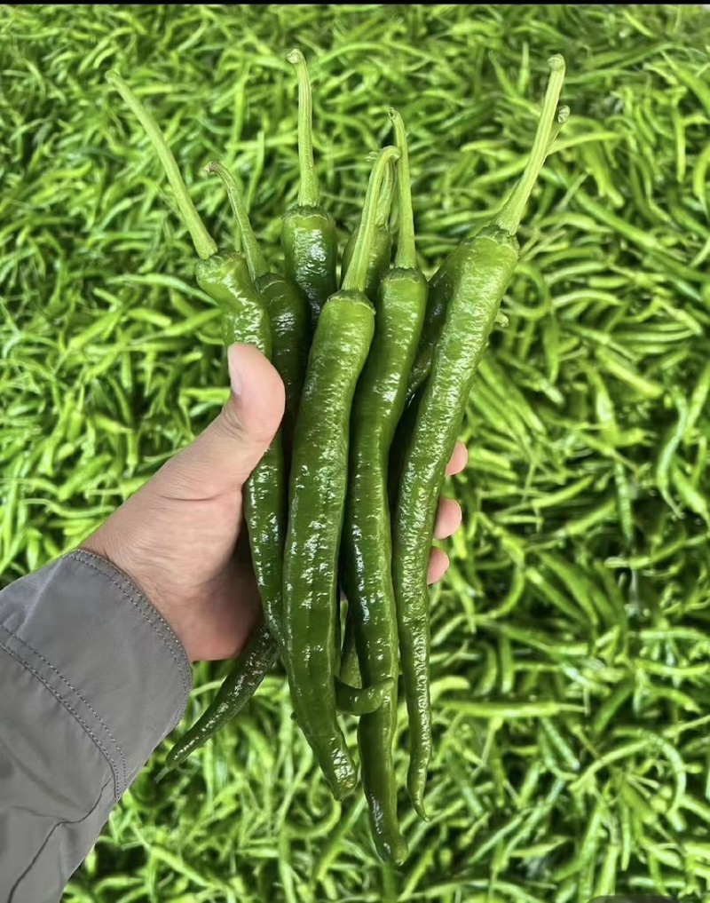 精品湘研55鲜辣椒产地直发一手货源质量保证全国发货