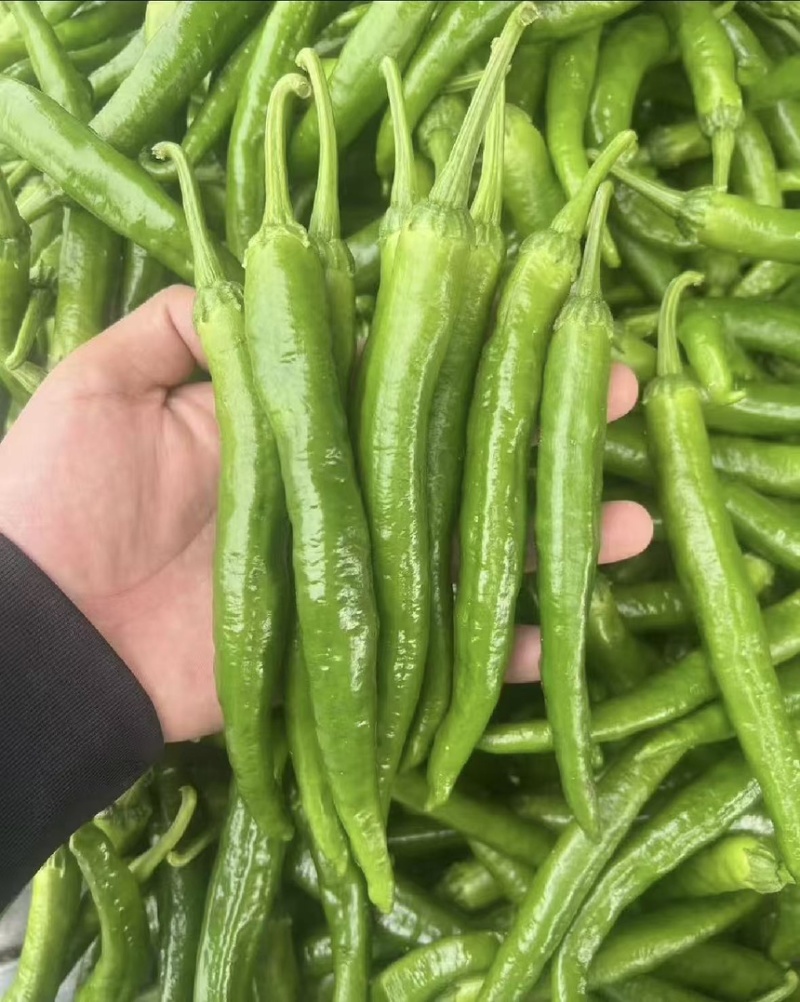 精品湘研55鲜辣椒产地直发一手货源质量保证全国发货