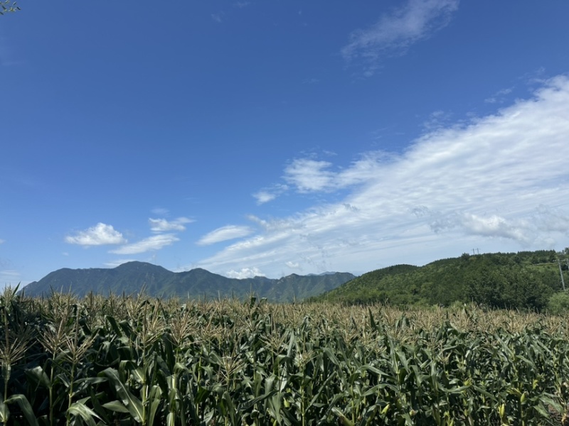 农科糯336，北京产地
