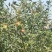 富士苹果辽宁苹果一手货源，富士，王林，规格齐全可视频看货
