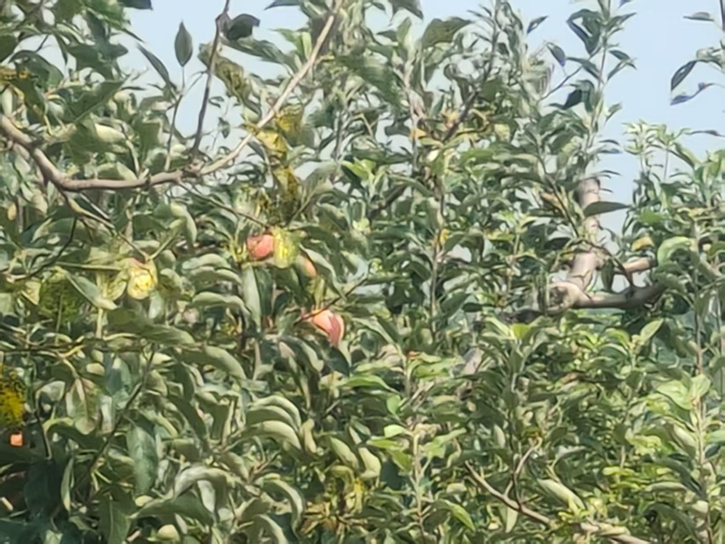 富士苹果辽宁苹果一手货源，富士，王林，规格齐全可视频看货