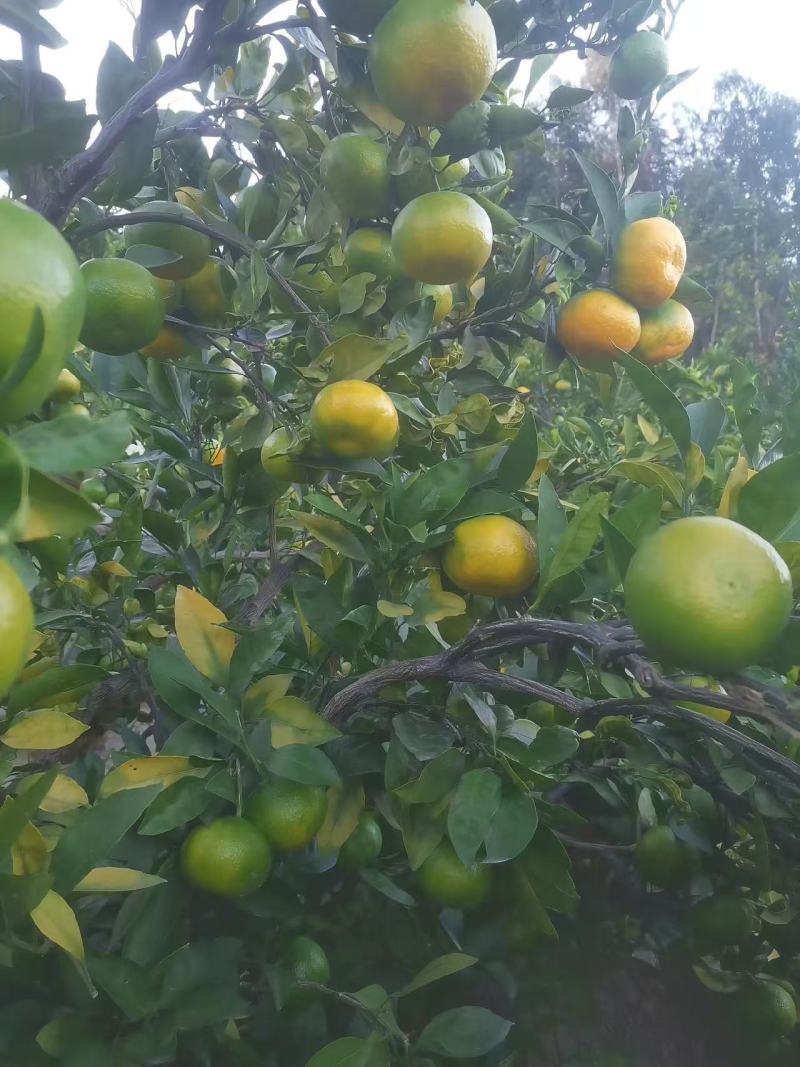 万亩早熟蜜橘，口感好，糖度高，品质保证。