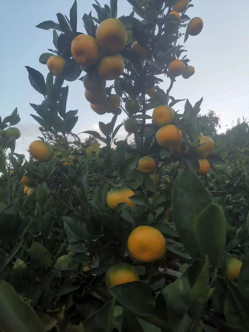 万亩早熟蜜橘，口感好，糖度高，品质保证。