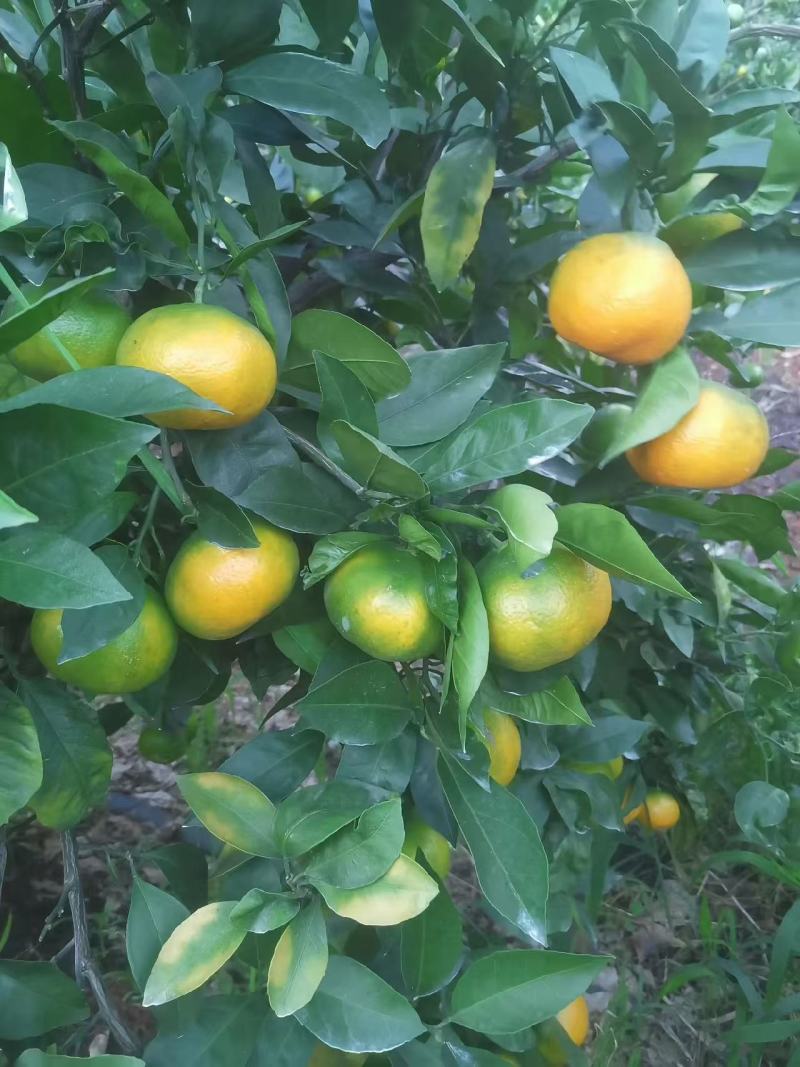 万亩早熟蜜橘，口感好，糖度高，品质保证。