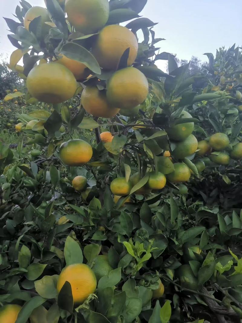 万亩早熟蜜橘，口感好，糖度高，品质保证。
