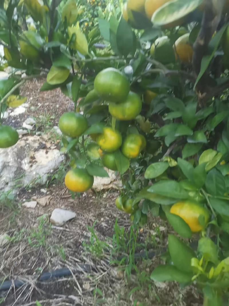 万亩早熟蜜橘，口感好，糖度高，品质保证。