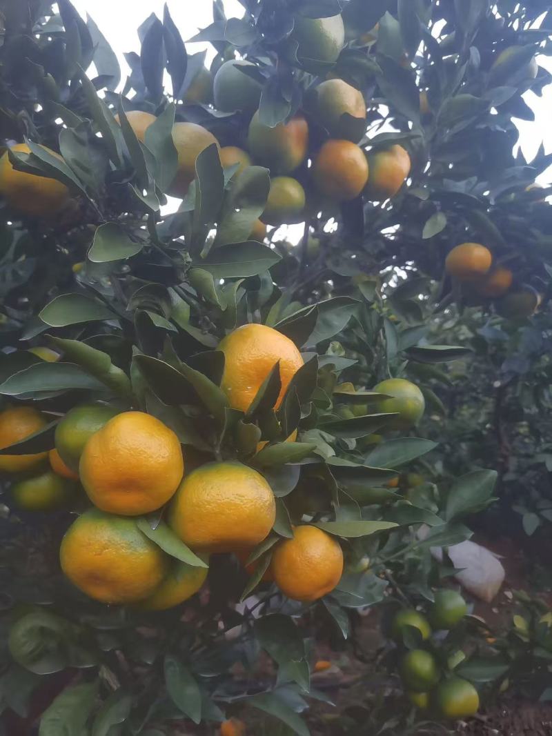 万亩早熟蜜橘，口感好，糖度高，品质保证。