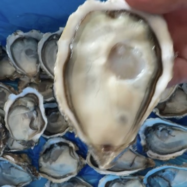 精品鲜活生蚝薄壳大生蚝可开半壳鲜活批发量大物美