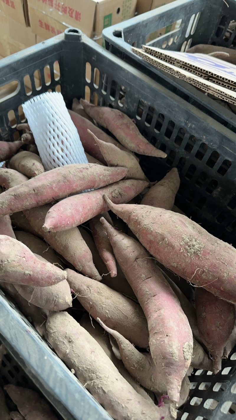 山东红薯哈密冰糖薯新鲜现挖，超甜白心地瓜