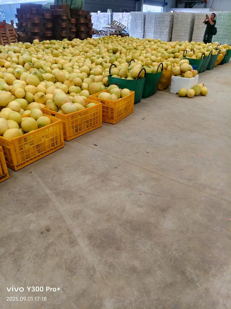 电商一件代发，市场走货。机制拉满。