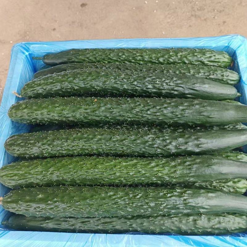 黄瓜精品黄瓜密刺黄瓜产地直发质量保证按需包装