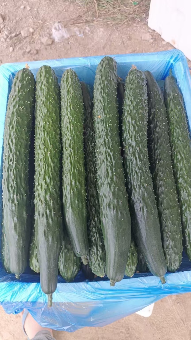 黄瓜精品黄瓜密刺黄瓜产地直发质量保证按需包装