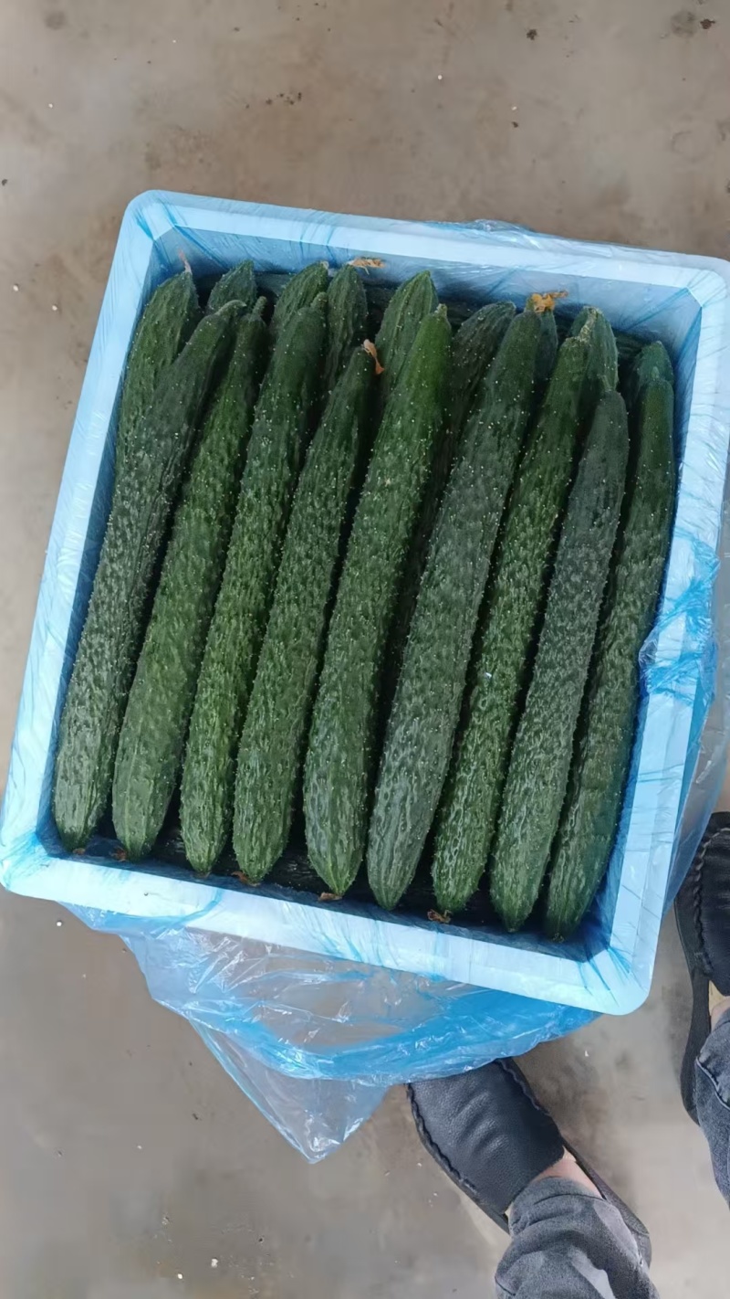 黄瓜精品黄瓜密刺黄瓜产地直发质量保证按需包装