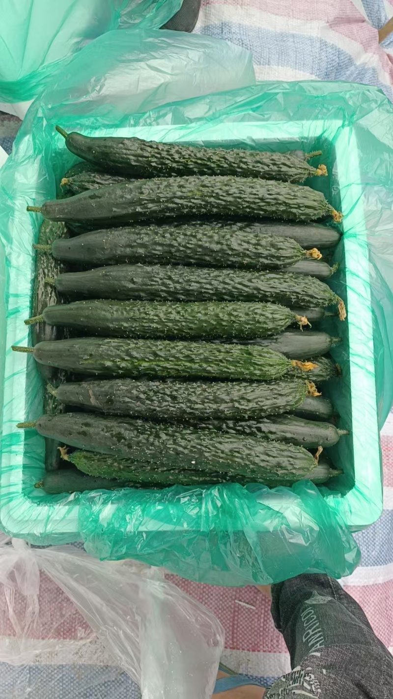 黄瓜精品黄瓜密刺黄瓜产地直发质量保证按需包装