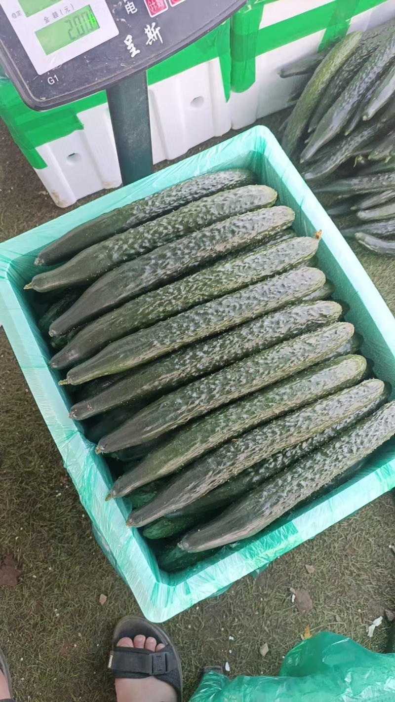 黄瓜精品黄瓜密刺黄瓜产地直发质量保证按需包装
