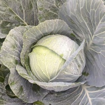 大包菜高原大包菜口感好包菜实，欢迎您的光临