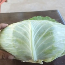 黄心园包菜