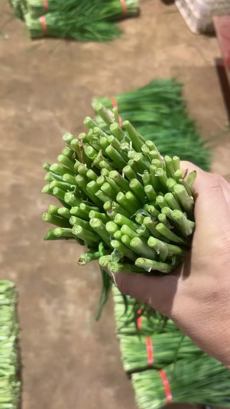 韭菜精品韭菜产地直供现割现发对接工厂全国市场等