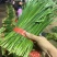 韭菜精品韭菜产地直供现割现发对接工厂全国市场等