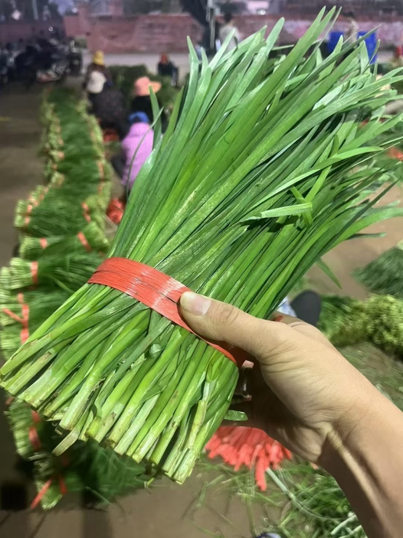 韭菜精品韭菜产地直供现割现发对接工厂全国市场等