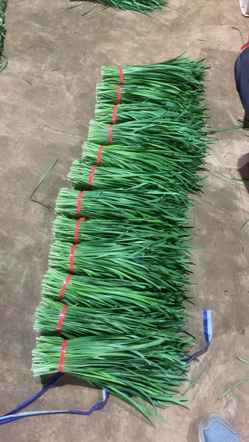 韭菜精品韭菜产地直供现割现发对接工厂全国市场等