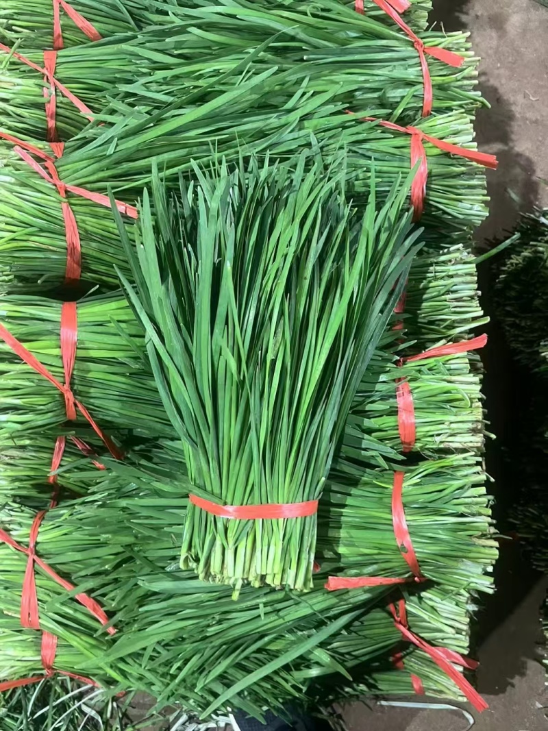 韭菜精品韭菜产地直供现割现发对接工厂全国市场等