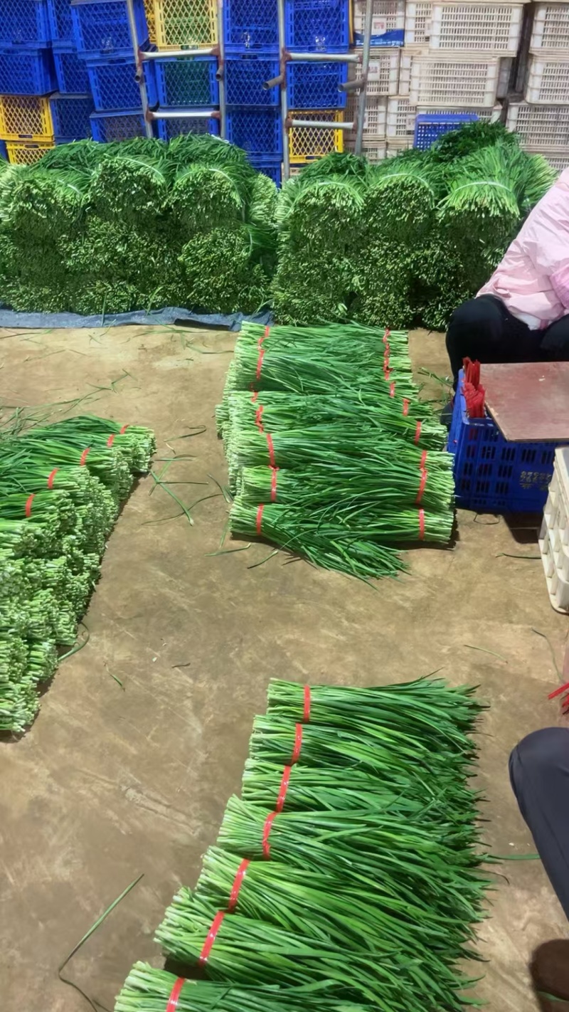 韭菜精品韭菜产地直供现割现发对接工厂全国市场等
