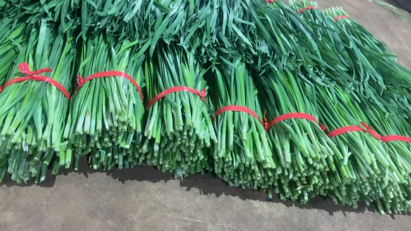 韭菜精品韭菜产地直供现割现发对接工厂全国市场等