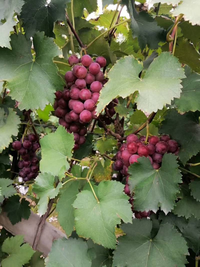 河北保定清苑巨峰葡萄大量上市货源充足现货直发