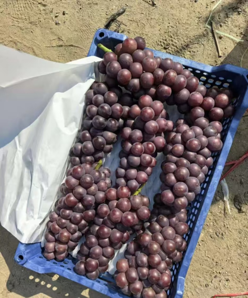 河北保定清苑巨峰葡萄大量上市货源充足现货直发