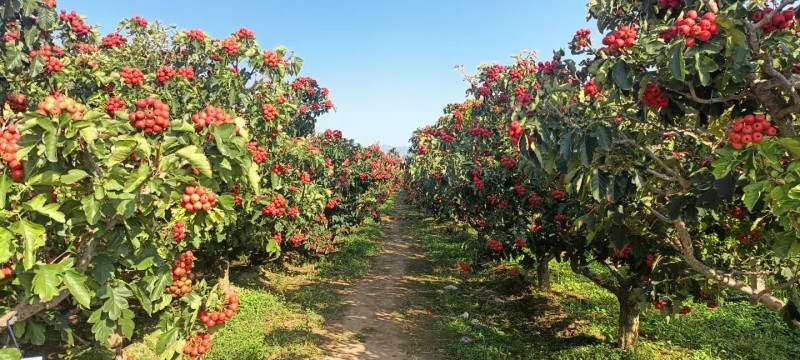 八月红山楂大量上市，诚信经营价格随行就市