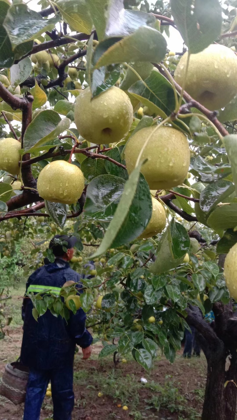原平酥梨大量上市代办