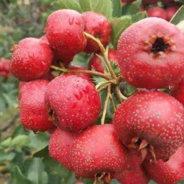 七月红山楂大量上市，诚信经营价格随行就市