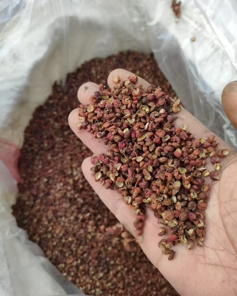 大红袍花椒山东花椒基地直发量大从优欢迎咨询