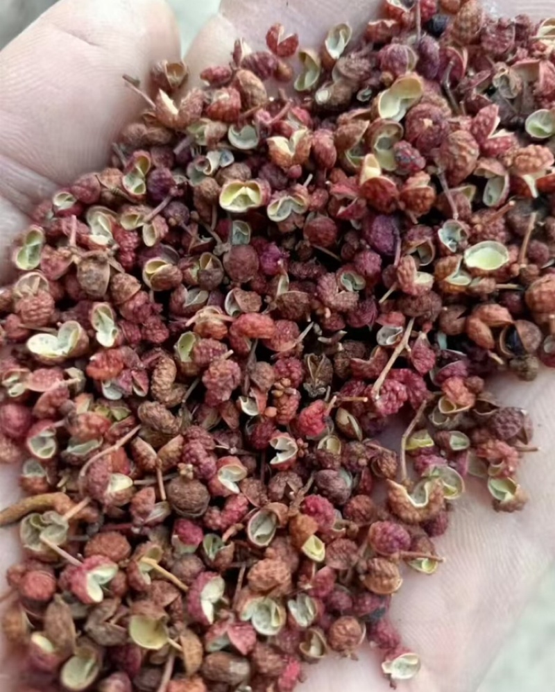 大红袍花椒山东花椒基地直发量大从优欢迎咨询