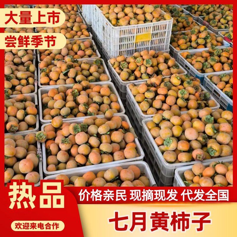 【量大优惠】陕西七月黄柿子品质保障对接全国批发电商商超