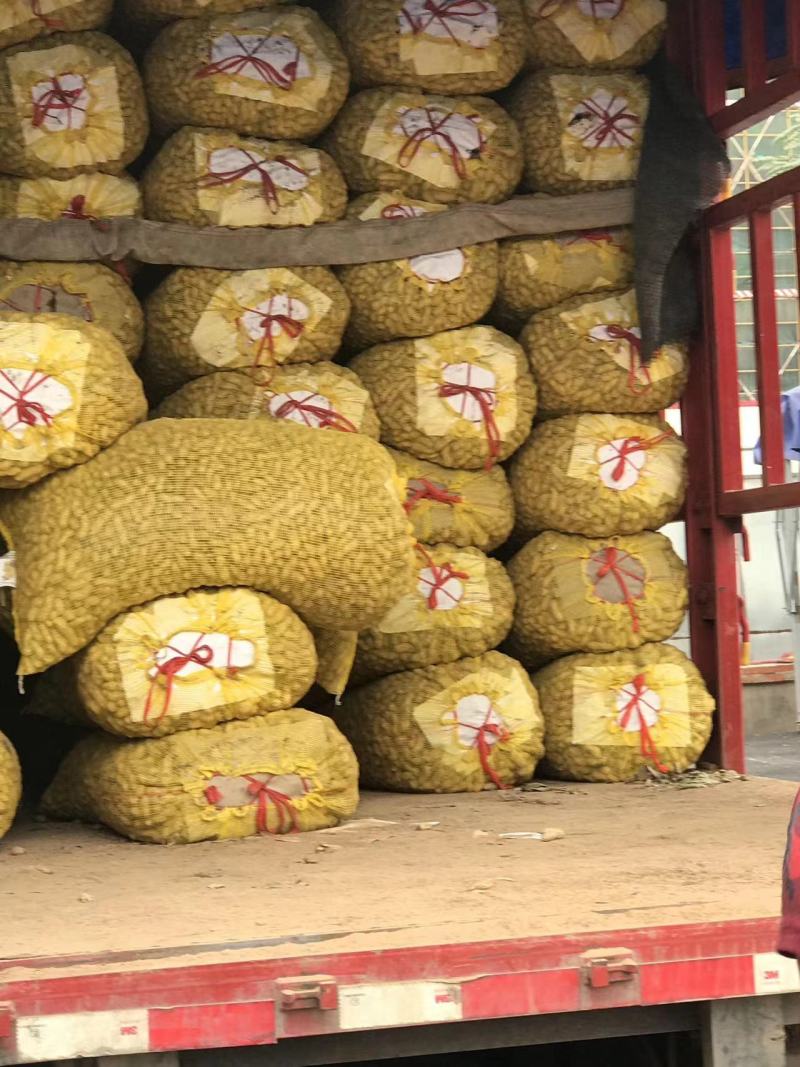 鲜花生海花花生，基地供货，颗粒饱满，量大从优，欢迎采购