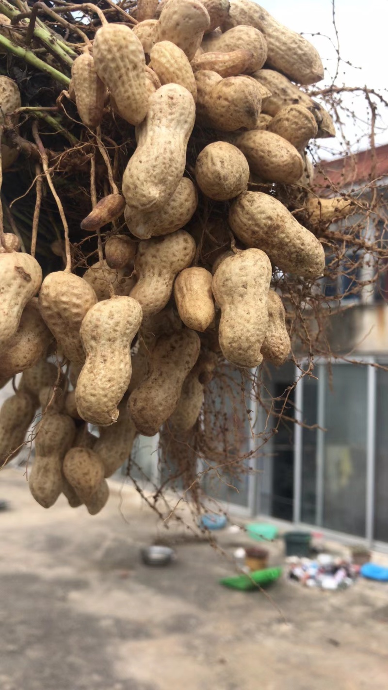 鲜花生海花花生，基地供货，颗粒饱满，量大从优，欢迎采购