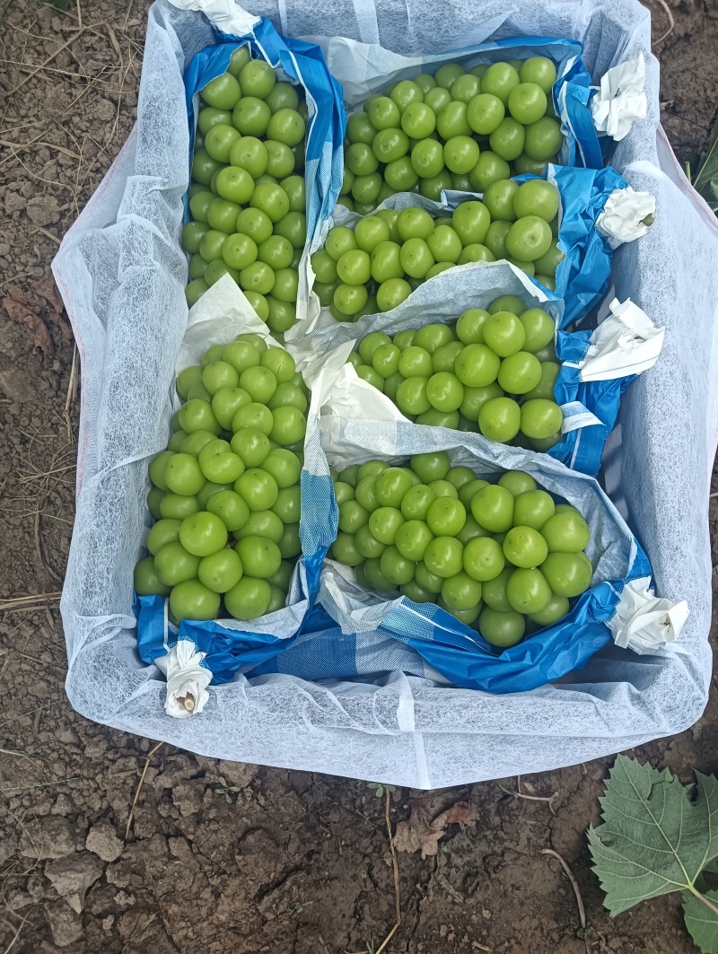 阳光玫瑰