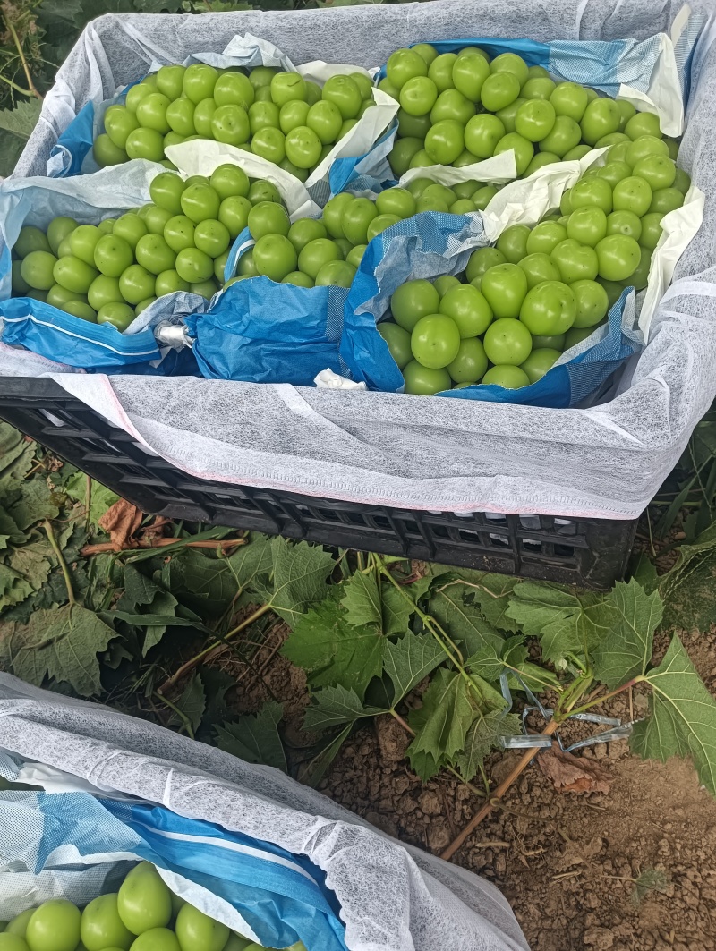 阳光玫瑰