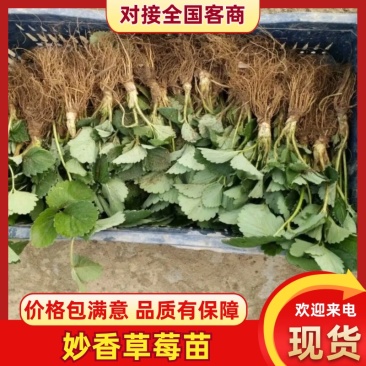 妙香草莓苗货源充足一手货源产地直发可供视频看货