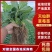 天仙醉草莓苗大量上市产地直发质量保障一手货源