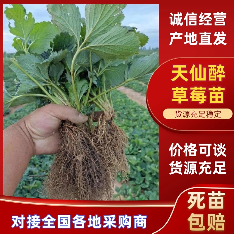 天仙醉草莓苗大量上市产地直发质量保障一手货源